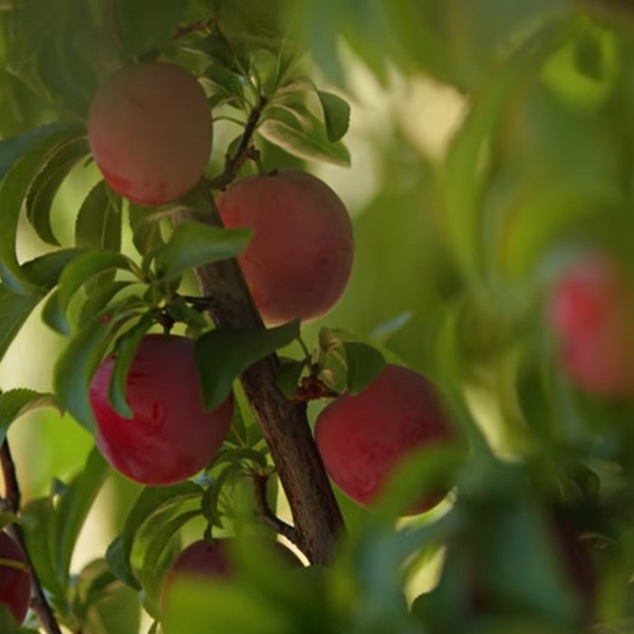 Fruit Tree